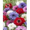 Bulbos Anemona Saint Brigit Importado Holanda