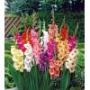 Bulbos Gladiolos Perfumados - Gladiolo - Holanda Promo X5