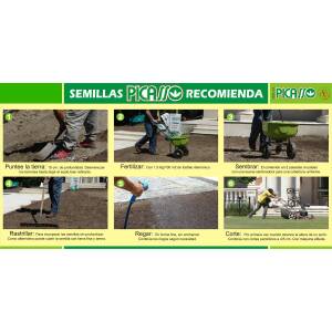 Semilla Cesped Pasto Picasso Excel Patagonica X 1 Kg