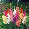 Bulbos Gladiolos Perfumados - Gladiolo -holanda Promo X6
