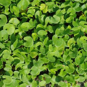 Semilla Cesped Para Sombra Dichondra Repens Terrafertil 100g