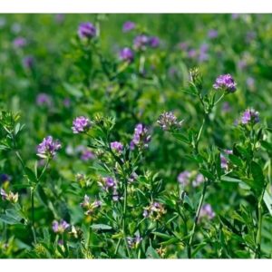 Semilla Alfalfa Monarca X 1kg Picasso